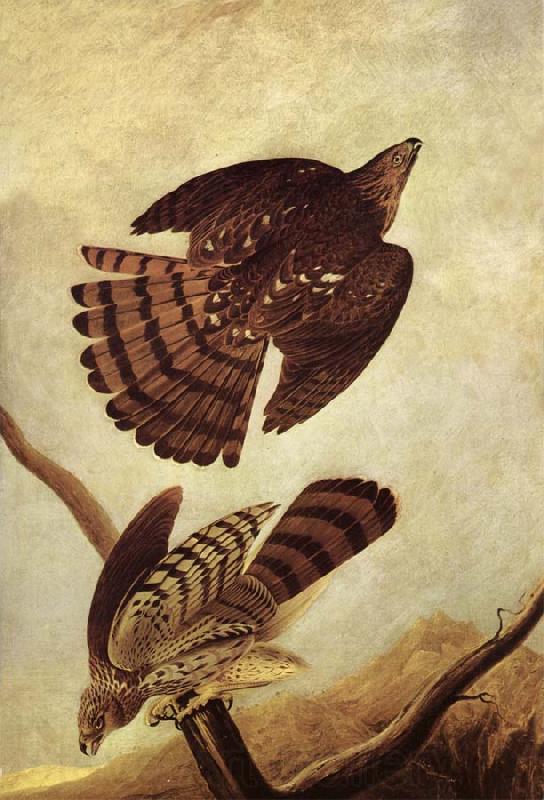 John James Audubon Stanley Hawk Spain oil painting art